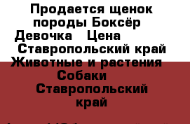 Продается щенок породы“Боксёр “.Девочка › Цена ­ 3 000 - Ставропольский край Животные и растения » Собаки   . Ставропольский край